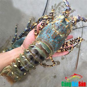 Cá Sơn Đỏ